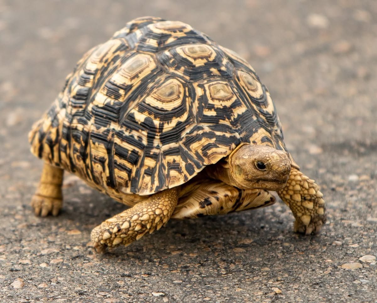 Leopard Tortoise in Tanzania
